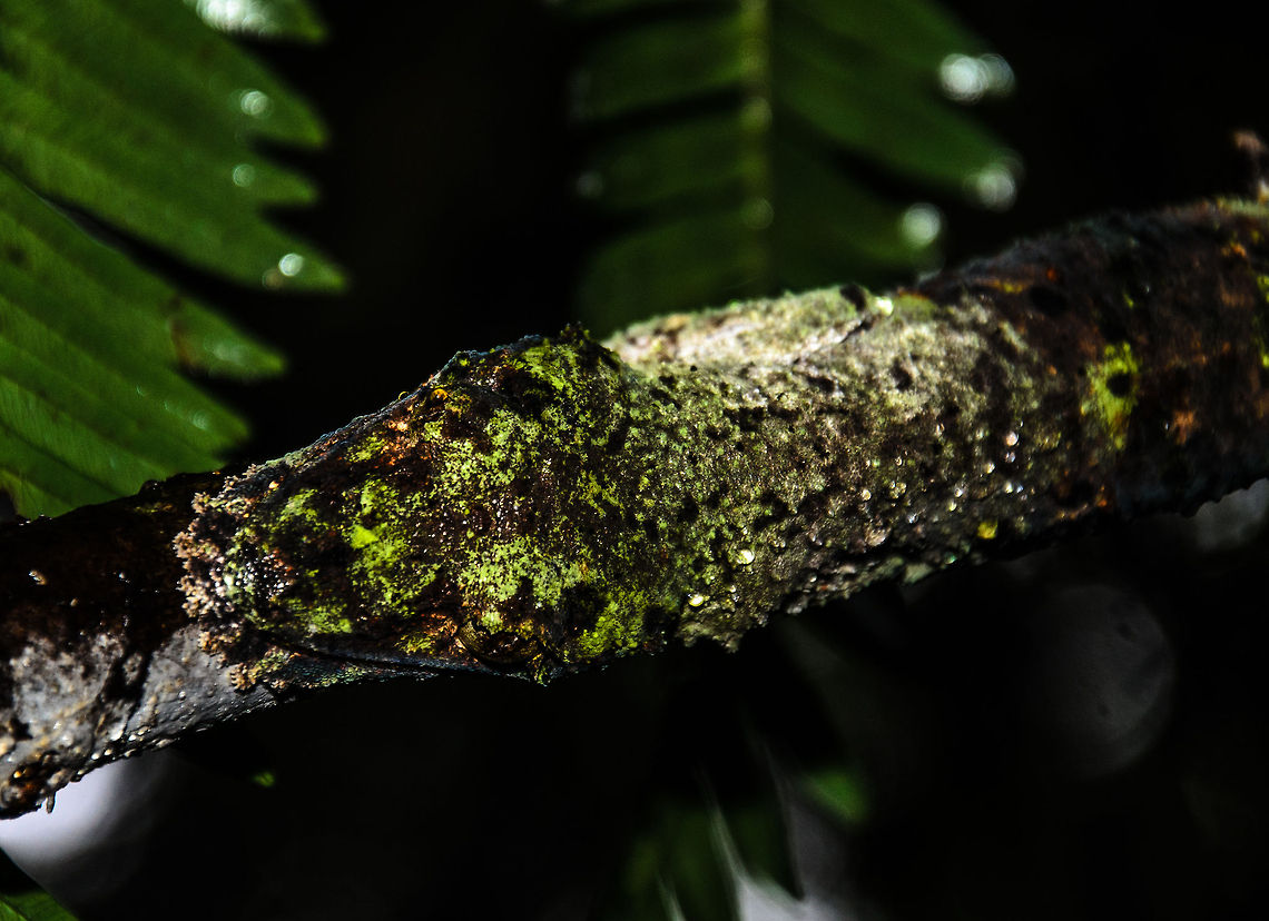 Henkels Leaf-tailed Gecko closeup This photo is similar to the one I posted yesterday, only taken much closer to this amazing animal. I significantly increased the whites and contrast on the photo in order to make it visible. Henkels Leaf-tailed Gecko,Madagascar,Ranomafana National Park,Uroplatus henkeli