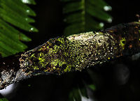 Henkels Leaf-tailed Gecko closeup This photo is similar to the one I posted yesterday, only taken much closer to this amazing animal. I significantly increased the whites and contrast on the photo in order to make it visible. Henkels Leaf-tailed Gecko,Madagascar,Ranomafana National Park,Uroplatus henkeli