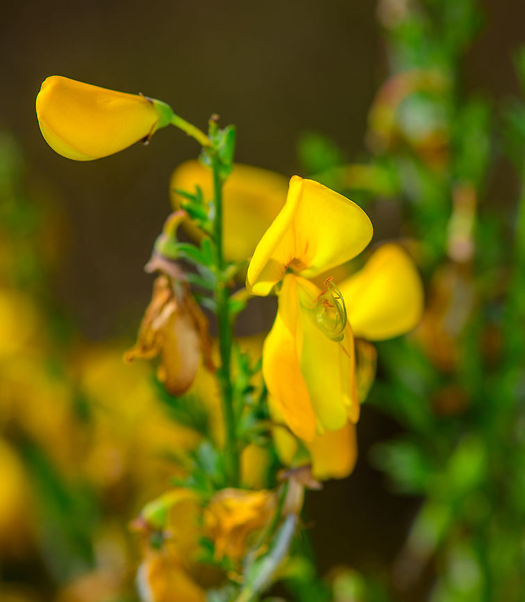 Common Broom, Heesch, Netherlands These flowers have an interesting pollination tactic documented in the video below. My photo shows an already opened flower, note how the anthers  are visible. These are triggered like a catapult when the pollinator feeds on the nectar available in the hole above it. <br />
<section class="video"><iframe width="448" height="282" src="https://www.youtube-nocookie.com/embed/9XsPySG2vJk?hd=1&autoplay=0&rel=0" frameborder="0" allowfullscreen></iframe></section> Cytisus scoparius,Europe,Heesch,Netherlands,World