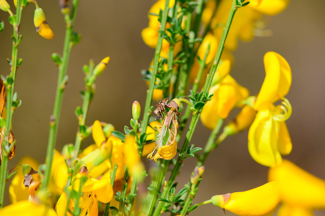 Common Broom + Spider, Heesch, Netherlands Amidst this sea of common broom flowers, a spider that just ambushed some insect. This is the spider species:<br />
<figure class="photo"><a href="https://www.jungledragon.com/image/95475/western_lynx_spider_heesch_netherlands.html" title="Western lynx spider, Heesch, Netherlands"><img src="https://s3.amazonaws.com/media.jungledragon.com/images/2/95475_thumb.jpg?AWSAccessKeyId=05GMT0V3GWVNE7GGM1R2&Expires=1759968010&Signature=wKIvaALjb9k6gZIsYbxQKsza%2FYo%3D" width="200" height="134" alt="Western lynx spider, Heesch, Netherlands  Europe,Heesch,Netherlands,Oxyopes scalaris,World" /></a></figure><br />
<br />
<figure class="photo"><a href="https://www.jungledragon.com/image/95340/common_broom_heesch_netherlands.html" title="Common Broom, Heesch, Netherlands"><img src="https://s3.amazonaws.com/media.jungledragon.com/images/2/95340_thumb.jpg?AWSAccessKeyId=05GMT0V3GWVNE7GGM1R2&Expires=1759968010&Signature=PbZWni6R5ZxAZv2hfMJNn%2FRPLbY%3D" width="134" height="152" alt="Common Broom, Heesch, Netherlands These flowers have an interesting pollination tactic documented in the video below. My photo shows an already opened flower, note how the anthers  are visible. These are triggered like a catapult when the pollinator feeds on the nectar available in the hole above it. <br />
https://www.youtube.com/watch?v=9XsPySG2vJk Cytisus scoparius,Europe,Heesch,Netherlands,World" /></a></figure> Cytisus scoparius,Europe,Heesch,Netherlands,World
