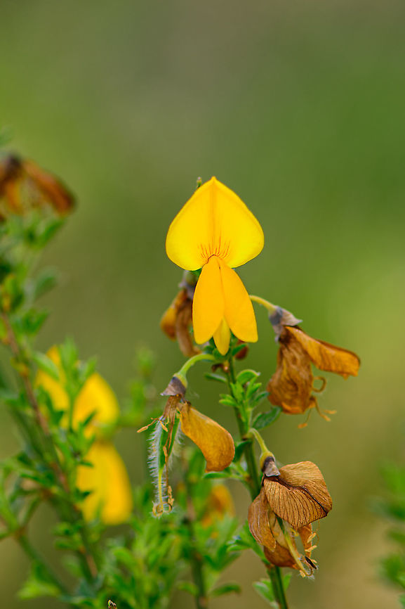 Common Broom - backside, Heesch, Netherlands Back side of the flower (only realizing that now :).<br />
<figure class="photo"><a href="https://www.jungledragon.com/image/95340/common_broom_heesch_netherlands.html" title="Common Broom, Heesch, Netherlands"><img src="https://s3.amazonaws.com/media.jungledragon.com/images/2/95340_thumb.jpg?AWSAccessKeyId=05GMT0V3GWVNE7GGM1R2&Expires=1759968010&Signature=PbZWni6R5ZxAZv2hfMJNn%2FRPLbY%3D" width="134" height="152" alt="Common Broom, Heesch, Netherlands These flowers have an interesting pollination tactic documented in the video below. My photo shows an already opened flower, note how the anthers  are visible. These are triggered like a catapult when the pollinator feeds on the nectar available in the hole above it. <br />
https://www.youtube.com/watch?v=9XsPySG2vJk Cytisus scoparius,Europe,Heesch,Netherlands,World" /></a></figure> Cytisus scoparius,Europe,Heesch,Netherlands,World