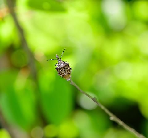 Mottled Shieldbug laying eggs - back view, Heesch, Netherlands Big failure here is that during the capture, I did not see or realize that this shieldbug was in the process of laying eggs. The branch it is on was heavily moving due to wind, so I was focused on getting something in focus, and missed the eggs entirely.
https://www.jungledragon.com/image/95474/mottled_shieldbug_laying_eggs_heesch_netherlands.html Europe,Heesch,Mottled Shieldbug,Netherlands,Rhaphigaster nebulosa,World