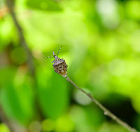 Mottled Shieldbug laying eggs - back view, Heesch, Netherlands Big failure here is that during the capture, I did not see or realize that this shieldbug was in the process of laying eggs. The branch it is on was heavily moving due to wind, so I was focused on getting something in focus, and missed the eggs entirely.<br />
https://www.jungledragon.com/image/95474/mottled_shieldbug_laying_eggs_heesch_netherlands.html Europe,Heesch,Mottled Shieldbug,Netherlands,Rhaphigaster nebulosa,World