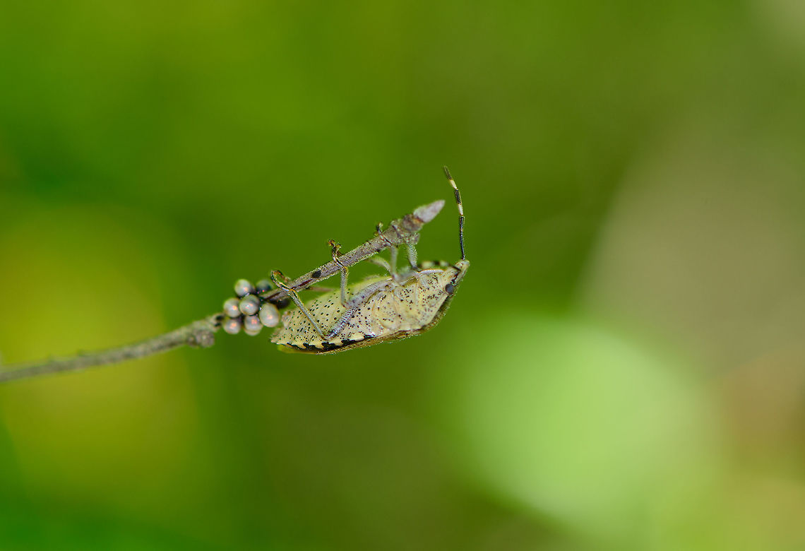 Mottled Shieldbug laying eggs, Heesch, Netherlands Big failure here is that during the capture, I did not see or realize that this shieldbug was in the process of laying eggs. The branch it is on was heavily moving due to wind, so I was focused on getting something in focus, and missed the eggs entirely.<br />
<figure class="photo"><a href="https://www.jungledragon.com/image/95473/mottled_shieldbug_laying_eggs_-_back_view_heesch_netherlands.html" title="Mottled Shieldbug laying eggs - back view, Heesch, Netherlands"><img src="https://s3.amazonaws.com/media.jungledragon.com/images/2/95473_thumb.jpg?AWSAccessKeyId=05GMT0V3GWVNE7GGM1R2&Expires=1759968010&Signature=m5if%2FPmzj6bhd%2F041GoVMWS7xcc%3D" width="200" height="188" alt="Mottled Shieldbug laying eggs - back view, Heesch, Netherlands Big failure here is that during the capture, I did not see or realize that this shieldbug was in the process of laying eggs. The branch it is on was heavily moving due to wind, so I was focused on getting something in focus, and missed the eggs entirely.<br />
https://www.jungledragon.com/image/95474/mottled_shieldbug_laying_eggs_heesch_netherlands.html Europe,Heesch,Mottled Shieldbug,Netherlands,Rhaphigaster nebulosa,World" /></a></figure> Europe,Heesch,Mottled Shieldbug,Netherlands,Rhaphigaster nebulosa,World