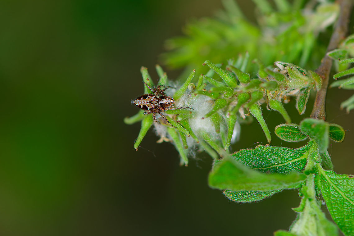 Western lynx spider, Heesch, Netherlands  Europe,Heesch,Netherlands,Oxyopes scalaris,World