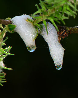 Cuckoo spit - closeup, Heesch, Netherlands During the nymphal stage of some froghopper species (superfamily Cercopoidea), they produce foamed-up plant sap as protective cover against parasites and other threats. 

This could be the work of Philaenus spumarius specifically, a species that is abundant here.
https://www.jungledragon.com/image/95479/cuckoo_spit_heesch_netherlands.html Europe,Heesch,Netherlands,World