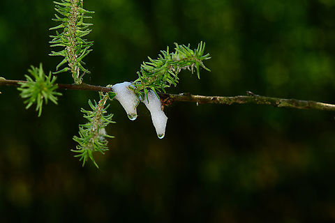 Cuckoo spit, Heesch, Netherlands During the nymphal stage of some froghopper species (superfamily Cercopoidea), they produce foamed-up plant sap as protective cover against parasites and other threats. 

This could be the work of Philaenus spumarius specifically, a species that is abundant here.
https://www.jungledragon.com/image/95478/cuckoo_spit_-_closeup_heesch_netherlands.html Europe,Heesch,Netherlands,World