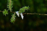 Cuckoo spit, Heesch, Netherlands During the nymphal stage of some froghopper species (superfamily Cercopoidea), they produce foamed-up plant sap as protective cover against parasites and other threats. <br />
<br />
This could be the work of Philaenus spumarius specifically, a species that is abundant here.<br />
https://www.jungledragon.com/image/95478/cuckoo_spit_-_closeup_heesch_netherlands.html Europe,Heesch,Netherlands,World