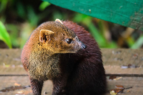 Ring-tailed Mongoose closeup Frontal view of a very curious and active animal we met at a resting platform in Ranomafana National Park, Madagascar. Galidia elegans,Madagascar,Ranomafana National Park,Ring-tailed mongoose