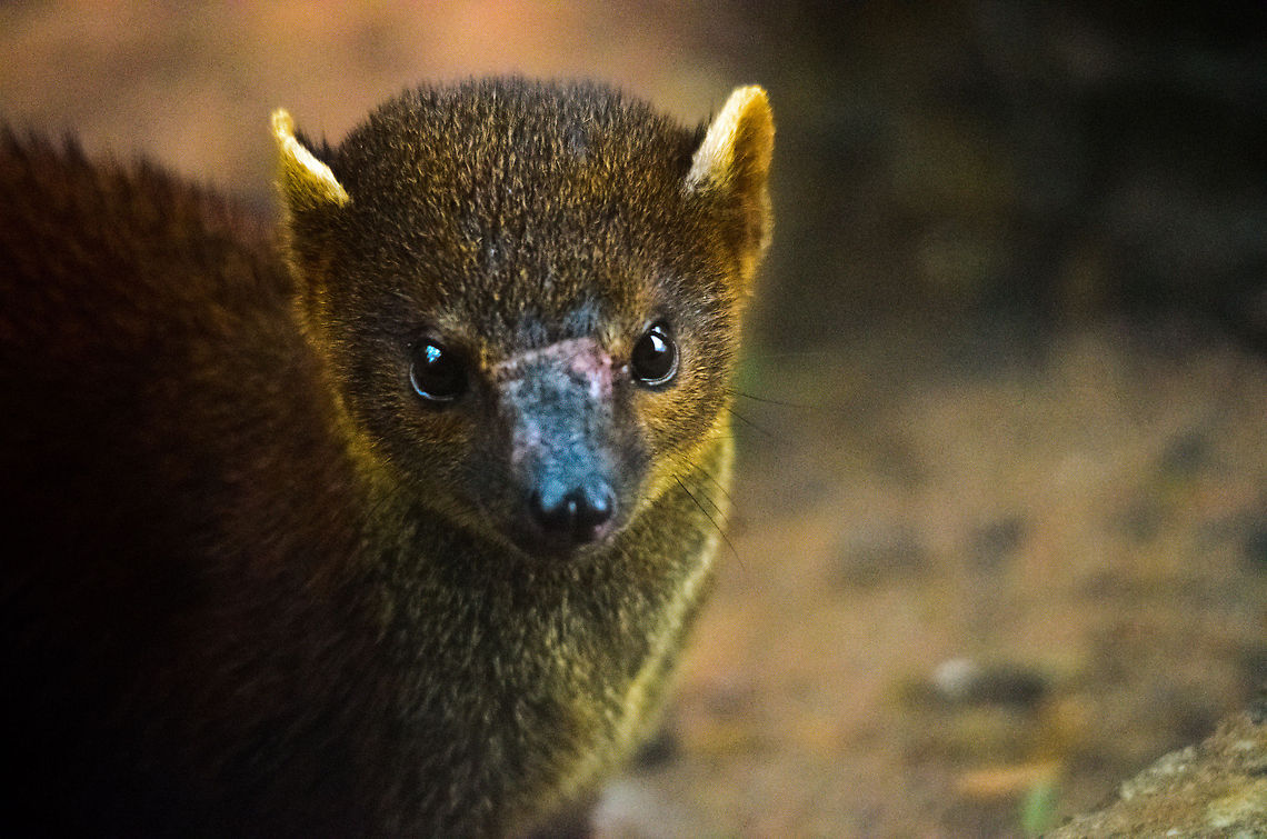 Ring-tailed Mongoose front view Don&#039;t be mistaken by the cuteness of this mongoose, it&#039;s a hyperactive carnivore that is not very picky about what it eats. Galidia elegans,Madagascar,Ranomafana National Park,Ring-tailed mongoose