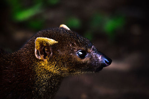 Ring-tailed Mongoose head study Closeup of the head of a Ring-tailed Mongoose found at a resting platform in Ranomafana National Park, Madagascar.  Galidia elegans,Madagascar,Ranomafana National Park,Ring-tailed mongoose