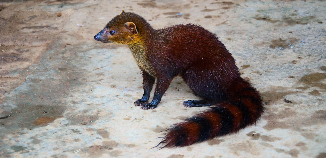 Firefox A full body shot of this Ring-tailed Mongoose in Ranomafana National Park reminds me of Firefox (the browser). Galidia elegans,Madagascar,Ranomafana National Park,Ring-tailed mongoose