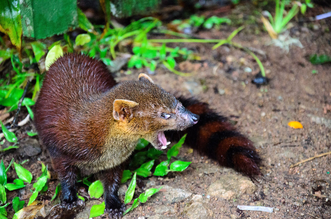 Stop resting...bring food! As we arrived at a resting area in Ranomafana National Park, this Ring-tailed mongoose grew a little impatient. Time to unwrap your food, human. It made me think of our cat, and how it is us serving him. Galidia elegans,Geotagged,Madagascar,Ranomafana National Park,Ring-tailed mongoose