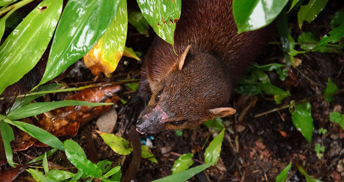 Suddenly, a red critter appears... After a 4-hour long steep climb, heavily packed, rained-down and leech bitten, we reached an oasis, a sheltered flat resting area at the top of Ranomafana National Park. Our arrival grabbed the immediate attention of this little devil, the Ring-tailed mongoose.<br />
<br />
They're very fun and active, not shy of humans at all, for one reason only: humans have food, and this critter has an appetite for anything edibale. Galidia elegans,Geotagged,Madagascar,Ranomafana National Park,Ring-tailed mongoose