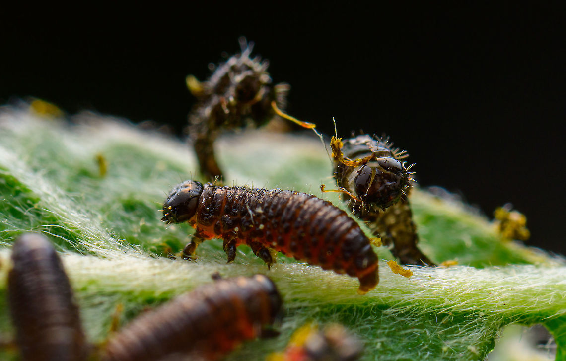 Chrysomelidae larvae and pupa, Heesch, Netherlands On my recent hike, I spotted some aphids on a leaf. A classic scene and I figured it to be a cool subject for extreme macro, so I took the leaf with subjects included and brought it home.<br />
<br />
Only when previewing at large magnification on a big monitor did I realize the black dots were not aphids at all. I think they are the larvae of a Chrysomelidae beetle.<br />
<br />
Viewing 50 or so of these wildly chaotic and nervous larvae on a giant screen came as a bit of a surprise, if not a shock. Rather than sacrificing and stacking them, I only took single 2.5x macro shots, and then released them into a corner of the garden.<br />
<br />
<figure class="photo"><a href="https://www.jungledragon.com/image/95544/chrysomelidae_larvae_heesch_netherlands.html" title="Chrysomelidae larvae, Heesch, Netherlands"><img src="https://s3.amazonaws.com/media.jungledragon.com/images/2/95544_thumb.jpg?AWSAccessKeyId=05GMT0V3GWVNE7GGM1R2&Expires=1769040010&Signature=Sd59PJk9jwyancuaD%2FhU2dH9ej0%3D" width="200" height="142" alt="Chrysomelidae larvae, Heesch, Netherlands On my recent hike, I spotted some aphids on a leaf. A classic scene and I figured it to be a cool subject for extreme macro, so I took the leaf with subjects included and brought it home.<br />
<br />
Only when previewing at large magnification on a big monitor did I realize the black dots were not aphids at all. I think they are the larvae of a Chrysomelidae beetle.<br />
<br />
Viewing 50 or so of these wildly chaotic and nervous larvae on a giant screen came as a bit of a surprise, if not a shock. Rather than sacrificing and stacking them, I only took single 2.5x macro shots, and then released them into a corner of the garden.<br />
<br />
https://www.jungledragon.com/image/95543/chrysomelidae_larvae_and_pupa_heesch_netherlands.html<br />
https://www.jungledragon.com/image/95546/chrysomelidae_larvae_collage_heesch_netherlands.html Extreme Macro,The Netherlands" /></a></figure><br />
<figure class="photo"><a href="https://www.jungledragon.com/image/95546/chrysomelidae_larvae_collage_heesch_netherlands.html" title="Chrysomelidae larvae collage, Heesch, Netherlands"><img src="https://s3.amazonaws.com/media.jungledragon.com/images/2/95546_thumb.jpg?AWSAccessKeyId=05GMT0V3GWVNE7GGM1R2&Expires=1769040010&Signature=TMUblF%2B9XP4HcZprCN29FM%2Bri4w%3D" width="200" height="166" alt="Chrysomelidae larvae collage, Heesch, Netherlands On my recent hike, I spotted some aphids on a leaf. A classic scene and I figured it to be a cool subject for extreme macro, so I took the leaf with subjects included and brought it home.<br />
<br />
Only when previewing at large magnification on a big monitor did I realize the black dots were not aphids at all. I think they are the larvae of a Chrysomelidae beetle.<br />
<br />
Viewing 50 or so of these wildly chaotic and nervous larvae on a giant screen came as a bit of a surprise, if not a shock. Rather than sacrificing and stacking them, I only took single 2.5x macro shots, and then released them into a corner of the garden.<br />
<br />
https://www.jungledragon.com/image/95543/chrysomelidae_larvae_and_pupa_heesch_netherlands.html<br />
https://www.jungledragon.com/image/95544/chrysomelidae_larvae_heesch_netherlands.html Extreme Macro,The Netherlands" /></a></figure> Extreme Macro,The Netherlands