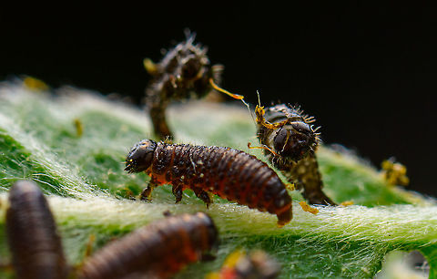 Chrysomelidae larvae and pupa, Heesch, Netherlands On my recent hike, I spotted some aphids on a leaf. A classic scene and I figured it to be a cool subject for extreme macro, so I took the leaf with subjects included and brought it home.

Only when previewing at large magnification on a big monitor did I realize the black dots were not aphids at all. I think they are the larvae of a Chrysomelidae beetle.

Viewing 50 or so of these wildly chaotic and nervous larvae on a giant screen came as a bit of a surprise, if not a shock. Rather than sacrificing and stacking them, I only took single 2.5x macro shots, and then released them into a corner of the garden.

https://www.jungledragon.com/image/95544/chrysomelidae_larvae_heesch_netherlands.html
https://www.jungledragon.com/image/95546/chrysomelidae_larvae_collage_heesch_netherlands.html Extreme Macro,The Netherlands