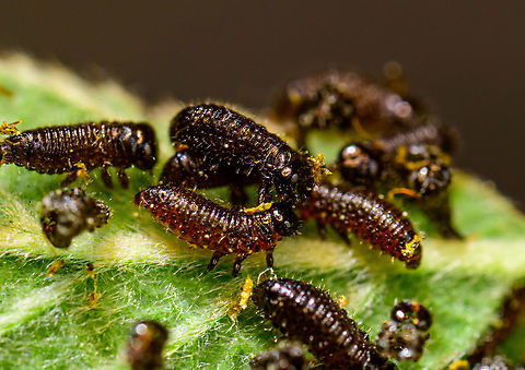 Chrysomelidae larvae, Heesch, Netherlands On my recent hike, I spotted some aphids on a leaf. A classic scene and I figured it to be a cool subject for extreme macro, so I took the leaf with subjects included and brought it home.

Only when previewing at large magnification on a big monitor did I realize the black dots were not aphids at all. I think they are the larvae of a Chrysomelidae beetle.

Viewing 50 or so of these wildly chaotic and nervous larvae on a giant screen came as a bit of a surprise, if not a shock. Rather than sacrificing and stacking them, I only took single 2.5x macro shots, and then released them into a corner of the garden.

https://www.jungledragon.com/image/95543/chrysomelidae_larvae_and_pupa_heesch_netherlands.html
https://www.jungledragon.com/image/95546/chrysomelidae_larvae_collage_heesch_netherlands.html Extreme Macro,The Netherlands