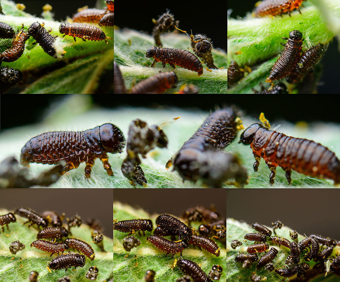 Chrysomelidae larvae collage, Heesch, Netherlands On my recent hike, I spotted some aphids on a leaf. A classic scene and I figured it to be a cool subject for extreme macro, so I took the leaf with subjects included and brought it home.<br />
<br />
Only when previewing at large magnification on a big monitor did I realize the black dots were not aphids at all. I think they are the larvae of a Chrysomelidae beetle.<br />
<br />
Viewing 50 or so of these wildly chaotic and nervous larvae on a giant screen came as a bit of a surprise, if not a shock. Rather than sacrificing and stacking them, I only took single 2.5x macro shots, and then released them into a corner of the garden.<br />
<br />
<figure class="photo"><a href="https://www.jungledragon.com/image/95543/chrysomelidae_larvae_and_pupa_heesch_netherlands.html" title="Chrysomelidae larvae and pupa, Heesch, Netherlands"><img src="https://s3.amazonaws.com/media.jungledragon.com/images/2/95543_thumb.jpg?AWSAccessKeyId=05GMT0V3GWVNE7GGM1R2&Expires=1765411210&Signature=YMZV7ykD%2F84lrnFA5tkfESvj4YE%3D" width="200" height="128" alt="Chrysomelidae larvae and pupa, Heesch, Netherlands On my recent hike, I spotted some aphids on a leaf. A classic scene and I figured it to be a cool subject for extreme macro, so I took the leaf with subjects included and brought it home.<br />
<br />
Only when previewing at large magnification on a big monitor did I realize the black dots were not aphids at all. I think they are the larvae of a Chrysomelidae beetle.<br />
<br />
Viewing 50 or so of these wildly chaotic and nervous larvae on a giant screen came as a bit of a surprise, if not a shock. Rather than sacrificing and stacking them, I only took single 2.5x macro shots, and then released them into a corner of the garden.<br />
<br />
https://www.jungledragon.com/image/95544/chrysomelidae_larvae_heesch_netherlands.html<br />
https://www.jungledragon.com/image/95546/chrysomelidae_larvae_collage_heesch_netherlands.html Extreme Macro,The Netherlands" /></a></figure><br />
<figure class="photo"><a href="https://www.jungledragon.com/image/95544/chrysomelidae_larvae_heesch_netherlands.html" title="Chrysomelidae larvae, Heesch, Netherlands"><img src="https://s3.amazonaws.com/media.jungledragon.com/images/2/95544_thumb.jpg?AWSAccessKeyId=05GMT0V3GWVNE7GGM1R2&Expires=1765411210&Signature=xPTLV7UgYyN3MR%2BvRDQRknqEFQU%3D" width="200" height="142" alt="Chrysomelidae larvae, Heesch, Netherlands On my recent hike, I spotted some aphids on a leaf. A classic scene and I figured it to be a cool subject for extreme macro, so I took the leaf with subjects included and brought it home.<br />
<br />
Only when previewing at large magnification on a big monitor did I realize the black dots were not aphids at all. I think they are the larvae of a Chrysomelidae beetle.<br />
<br />
Viewing 50 or so of these wildly chaotic and nervous larvae on a giant screen came as a bit of a surprise, if not a shock. Rather than sacrificing and stacking them, I only took single 2.5x macro shots, and then released them into a corner of the garden.<br />
<br />
https://www.jungledragon.com/image/95543/chrysomelidae_larvae_and_pupa_heesch_netherlands.html<br />
https://www.jungledragon.com/image/95546/chrysomelidae_larvae_collage_heesch_netherlands.html Extreme Macro,The Netherlands" /></a></figure> Extreme Macro,The Netherlands