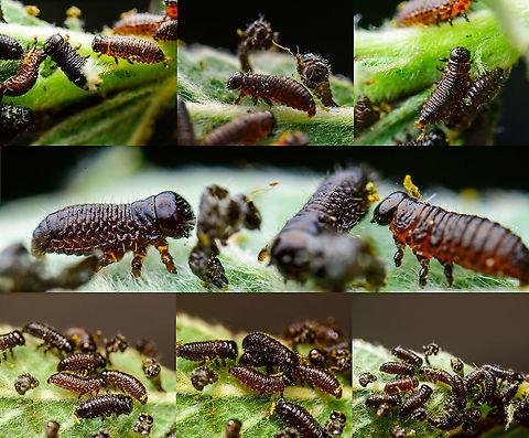 Chrysomelidae larvae collage, Heesch, Netherlands On my recent hike, I spotted some aphids on a leaf. A classic scene and I figured it to be a cool subject for extreme macro, so I took the leaf with subjects included and brought it home.

Only when previewing at large magnification on a big monitor did I realize the black dots were not aphids at all. I think they are the larvae of a Chrysomelidae beetle.

Viewing 50 or so of these wildly chaotic and nervous larvae on a giant screen came as a bit of a surprise, if not a shock. Rather than sacrificing and stacking them, I only took single 2.5x macro shots, and then released them into a corner of the garden.

https://www.jungledragon.com/image/95543/chrysomelidae_larvae_and_pupa_heesch_netherlands.html
https://www.jungledragon.com/image/95544/chrysomelidae_larvae_heesch_netherlands.html Extreme Macro,The Netherlands
