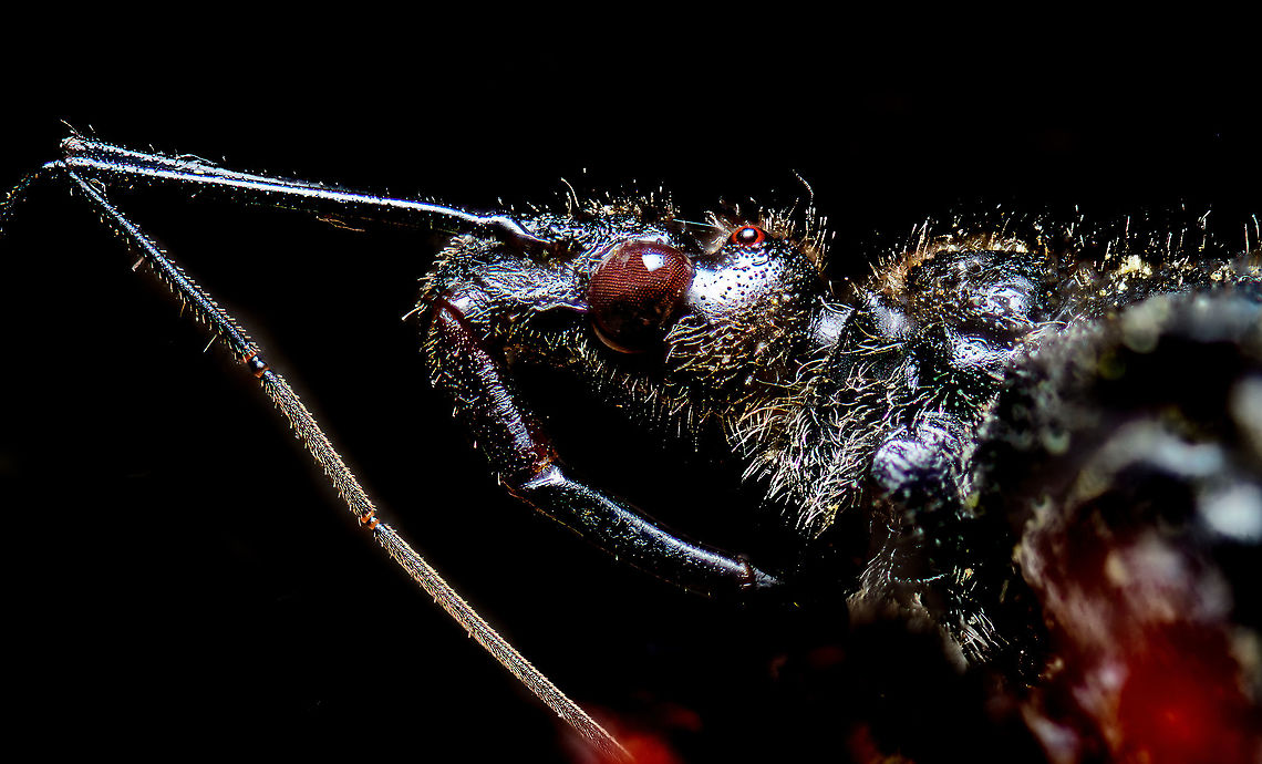 Rhynocoris annulatus, Heesch, Netherlands Head detail at 5x macro of this assassin bug. <br />
<br />
I&#039;m quite upset with myself on how I handled this one. This is a very beautiful insect with vivid orange bands yet I failed to visualize other angles due to huge issues in positioning, stacking overlaps, plus the subject being very dirty, covered in sand. The dutch name &quot;Geringde roofwants&quot; roughly translates to Ringed Predatory Bug.<br />
<br />
To fully appreciate this insect, check this full body shot:<br />
<a href="https://images.naturalis.nl/original/118106_rhynocoris_annulatusdsc_1821.jpg" rel="nofollow">https://images.naturalis.nl/original/118106_rhynocoris_annulatusdsc_1821.jpg</a> Extreme Macro,Rhynocoris annulatus,The Netherlands