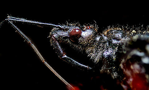 Rhynocoris annulatus, Heesch, Netherlands Head detail at 5x macro of this assassin bug. 

I'm quite upset with myself on how I handled this one. This is a very beautiful insect with vivid orange bands yet I failed to visualize other angles due to huge issues in positioning, stacking overlaps, plus the subject being very dirty, covered in sand. The dutch name "Geringde roofwants" roughly translates to Ringed Predatory Bug.

To fully appreciate this insect, check this full body shot:
https://images.naturalis.nl/original/118106_rhynocoris_annulatusdsc_1821.jpg Extreme Macro,Rhynocoris annulatus,The Netherlands
