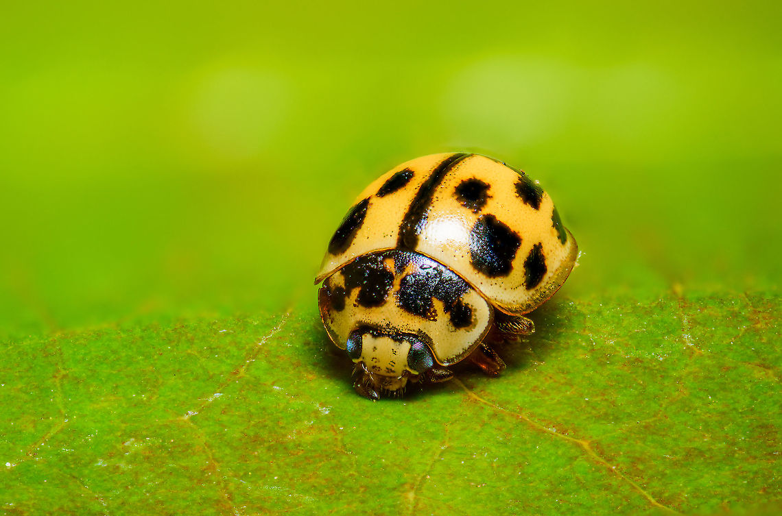 14-Spot Ladybird, Heesch, Netherlands Pretty tiny ladybug species at about 3-4mm. This is a staged scene, the insect is dead and placed on a leaf. 14-spotted Ladybird,Coccinellidae,Coccinellinae,Extreme Macro,Ladybird,Propylae,Propylea quatuordecimpunctata