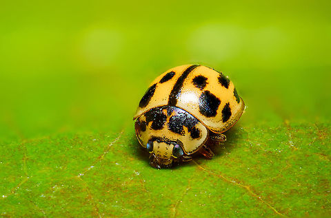 14-Spot Ladybird, Heesch, Netherlands Pretty tiny ladybug species at about 3-4mm. This is a staged scene, the insect is dead and placed on a leaf. 14-spotted Ladybird,Coccinellidae,Coccinellinae,Extreme Macro,Ladybird,Propylae,Propylea quatuordecimpunctata