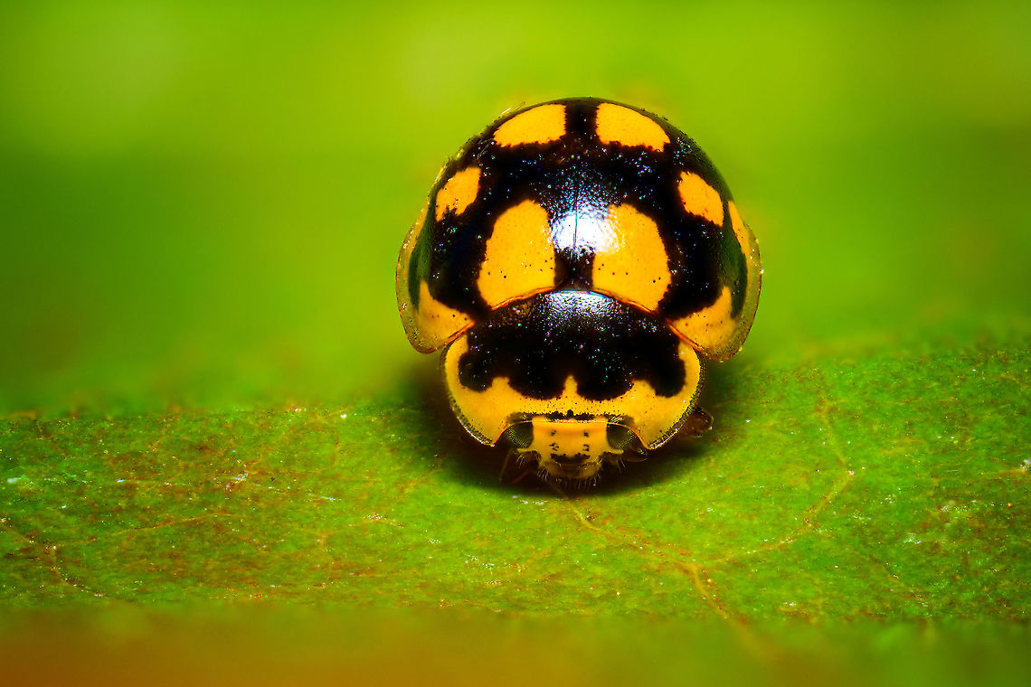 14-Spot Ladybird, Heesch, Netherlands Pretty tiny ladybug species at about 3.5-4.5mm. This is a staged scene, the insect is dead and placed on a leaf. <br />
<figure class="photo"><a href="https://www.jungledragon.com/image/95569/fourteen-spot_ladybird_5x_heesch_netherlands.html" title="Fourteen-spot Ladybird (5x), Heesch, Netherlands"><img src="https://s3.amazonaws.com/media.jungledragon.com/images/2/95569_thumb.jpg?AWSAccessKeyId=05GMT0V3GWVNE7GGM1R2&Expires=1767225610&Signature=6dKfqnKwR61PsKoKvJMGGdyJMd4%3D" width="200" height="140" alt="Fourteen-spot Ladybird (5x), Heesch, Netherlands Pretty tiny ladybug species at about 3.5-4.5mm. This is a staged scene, the insect is dead and placed on a leaf. <br />
https://www.jungledragon.com/image/95568/14-spot_ladybird_heesch_netherlands.html Extreme Macro,Fourteen-spot Ladybird,Propylea quatuordecimpunctata,WeMacro" /></a></figure> Extreme Macro,Fourteen-spot Ladybird,Propylea quatuordecimpunctata
