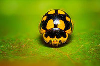 14-Spot Ladybird, Heesch, Netherlands Pretty tiny ladybug species at about 3.5-4.5mm. This is a staged scene, the insect is dead and placed on a leaf. <br />
https://www.jungledragon.com/image/95569/fourteen-spot_ladybird_5x_heesch_netherlands.html Extreme Macro,Fourteen-spot Ladybird,Propylea quatuordecimpunctata