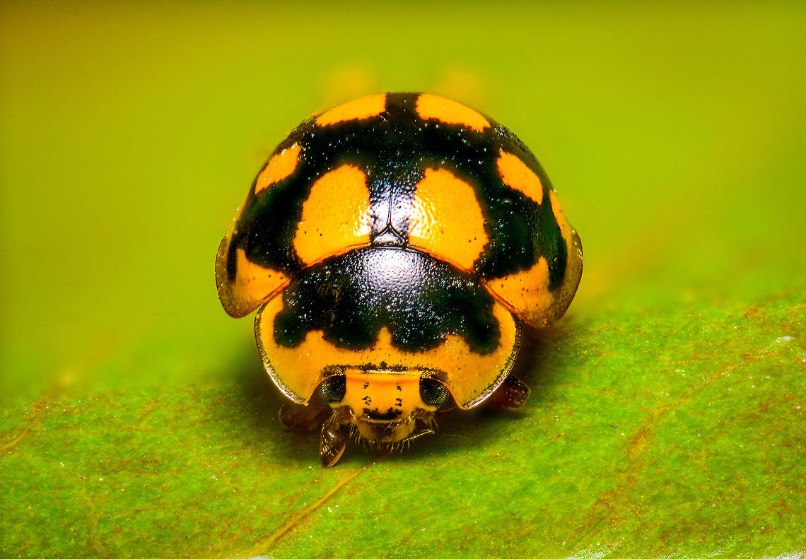Fourteen-spot Ladybird (5x), Heesch, Netherlands Pretty tiny ladybug species at about 3.5-4.5mm. This is a staged scene, the insect is dead and placed on a leaf. <br />
<figure class="photo"><a href="https://www.jungledragon.com/image/95568/14-spot_ladybird_heesch_netherlands.html" title="14-Spot Ladybird, Heesch, Netherlands"><img src="https://s3.amazonaws.com/media.jungledragon.com/images/2/95568_thumb.jpg?AWSAccessKeyId=05GMT0V3GWVNE7GGM1R2&Expires=1759968010&Signature=3cWUH7%2B0JsrGSTzPw%2BdiLaLIZdA%3D" width="200" height="134" alt="14-Spot Ladybird, Heesch, Netherlands Pretty tiny ladybug species at about 3.5-4.5mm. This is a staged scene, the insect is dead and placed on a leaf. <br />
https://www.jungledragon.com/image/95569/fourteen-spot_ladybird_5x_heesch_netherlands.html Extreme Macro,Fourteen-spot Ladybird,Propylea quatuordecimpunctata" /></a></figure> Extreme Macro,Fourteen-spot Ladybird,Propylea quatuordecimpunctata,WeMacro