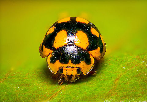 Fourteen-spot Ladybird (5x), Heesch, Netherlands Pretty tiny ladybug species at about 3.5-4.5mm. This is a staged scene, the insect is dead and placed on a leaf. 
https://www.jungledragon.com/image/95568/14-spot_ladybird_heesch_netherlands.html Extreme Macro,Fourteen-spot Ladybird,Propylea quatuordecimpunctata,WeMacro