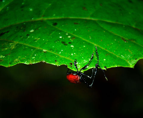 Giraffe weevil in break-neck position Meet one of the most iconic insects of Madagascar, the Giraffe Weevil, named after its extremely long neck, particularly in males. In this shot it is hanging on to a leaf trying to get to the upside, which shows how their necks consist of two parts. Giraffe Beetle,Madagascar,Ranomafana National Park,Trachelophorus giraffa