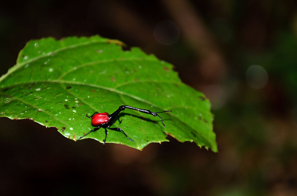 Giraffe Weevil full shot in Ranomafana In preparing for our trip to Madagascar, we learned about this iconic insect and had high hopes of ever seeing it. During the trip, we realized we'd likely never see it in the wild, due to the winter season. Just when we were at our lowest, during a harsh, steep, wet walk, finally we got a lucky break and found 4(!) Giraffe Beetles. <br />
<br />
This shot and a few other ones are done using the kit lens (18-105mm), to give you an idea of their size. They are much smaller than I expected, about the size of any other beetle, except for their neck of course.<br />
<br />
Not to worry, of course I switched to macro after that. I'll post those later, hopefully tomorrow. Giraffe Beetle,Madagascar,Ranomafana National Park,Trachelophorus giraffa