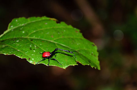 Giraffe Weevil full shot in Ranomafana In preparing for our trip to Madagascar, we learned about this iconic insect and had high hopes of ever seeing it. During the trip, we realized we'd likely never see it in the wild, due to the winter season. Just when we were at our lowest, during a harsh, steep, wet walk, finally we got a lucky break and found 4(!) Giraffe Beetles. 

This shot and a few other ones are done using the kit lens (18-105mm), to give you an idea of their size. They are much smaller than I expected, about the size of any other beetle, except for their neck of course.

Not to worry, of course I switched to macro after that. I'll post those later, hopefully tomorrow. Giraffe Beetle,Madagascar,Ranomafana National Park,Trachelophorus giraffa