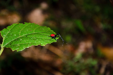 A long way down A male Giraffe Beetle in Ranomafana peeks over the edge of a leaf during the winter season. Due to the season, their wings are too cold to fly, which was good news for us :)

Where it seems this weevil is looking to the forest floor, likely it is looking for the female, as we found three males and one female in close proximity.  Giraffe Beetle,Madagascar,Ranomafana National Park,Trachelophorus giraffa