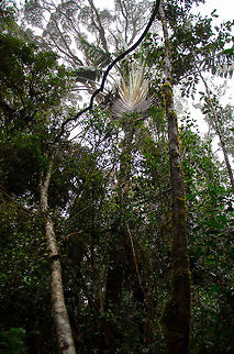 Very tall Ravenala madagascariensis Right in the middle is a very tall Travellers palm, found in Ranomafana, Madagascar. Madagascar,Ranomafana National Park,Ravenala madagascariensis,Travellers palm