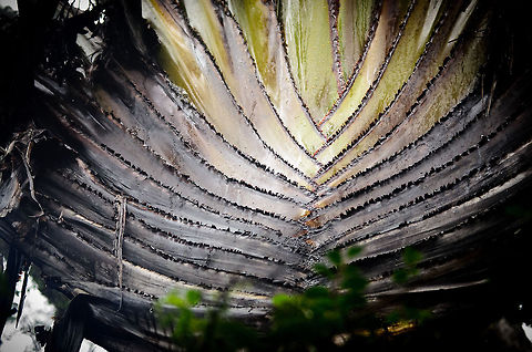 Ravenala madagascariensis core Closeup of the enormous core of the Ravenala madagascariensis, commonly known as the Traveller palm. It got this nickname because it is claimed that the leaves are like water containers that may help thirsty travellers. Madagascar,Ranomafana National Park,Ravenala madagascariensis,Travellers palm