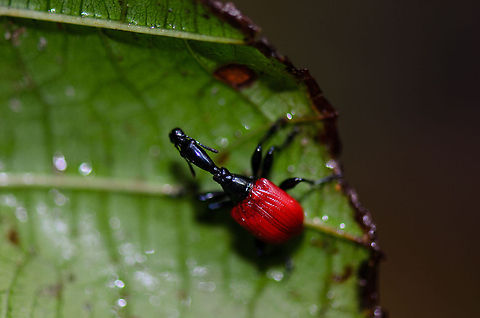 Female Giraffe beetle in Ranomafana Female Giraffe beetles have long necks compared to their body, yet the neck of males are 2-3 times longer still. All this neck trouble is for winning the heart of females like on this photo. This female was surrounded by 3 competitive males. Geotagged,Giraffe Beetle,Madagascar,Ranomafana National Park,Trachelophorus giraffa