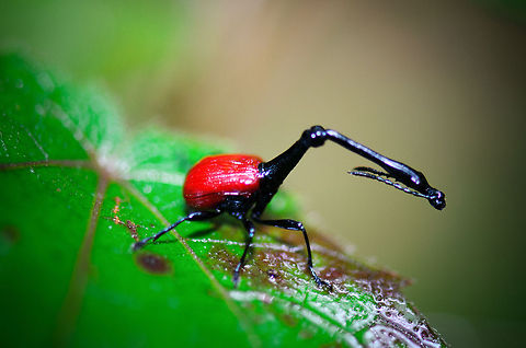 Male Giraffe Beetle Macro I'm glad I started doing macro about a year ago, without it, I could have never captured this unique (yet small) insect in Ranomafana Madagascar. Meet the male Giraffe beetle! Giraffe Beetle,Madagascar,Ranomafana National Park,Trachelophorus giraffa