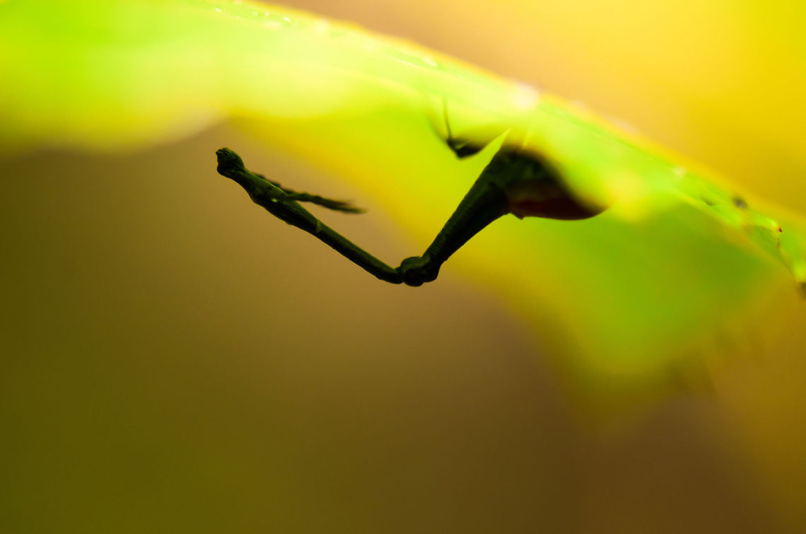 Male Giraffe Beetle sheltering I'm quite happy with the composition on this one. This is a male Giraffe Beetle's silhouette, as it is sheltering from the rain of the Ranomafana rain forest, on the underside of a leaf. Geotagged,Giraffe Beetle,Madagascar,Ranomafana National Park,Trachelophorus giraffa