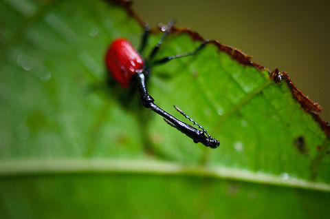 Giraffe Beetle balancing act A male Giraffe Beetle in Ranomafana, Madagascar defies the law of gravity despite the clums neck that is 3 times longer than its body. Geotagged,Giraffe Beetle,Madagascar,Ranomafana National Park,Trachelophorus giraffa