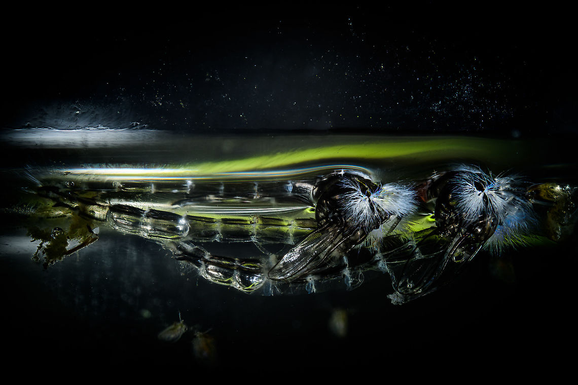 Chironomidae pupae, Heesch, Netherlands Several weeks ago, I created some mini ponds in our small garden, effectively just large buckets filled with water from a local pond, and then dugg into the ground until the edge levels the garden floor. I don&#039;t have any big plans with it, just wanted to see what develops and what it attracts. At the very least, it&#039;s already a popular drinking spot for both birds and bees.<br />
<br />
Christine got me on the track to more actively check for aquatic insect life, and how to recognize it. This allowed me to find these pupae of Chironomidae (non-biting midge). They were floating on the surface as tiny, almost transparent little tubes.<br />
<br />
I poured them into a new habitat, ahem...an empty Heineken glass, for this photo.  Aquatic insects,Extreme Macro,The Netherlands