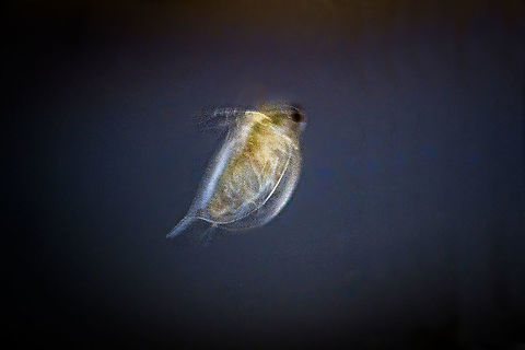 Water flea (Cladocera), Heesch, Netherlands Super bad quality, I know. I'm posting this somewhat as a personal bucket challenge thing, to at least be able to say that I once photographed a water flea :)

After pouring some of my mini pond's contents into a glass and inspecting it with a 2.5-5x macro lens, just this tiny bit of water revealed a world of life I'm largely ignorant about. All kinds of tiny little creatures were swimming around, including many water fleas. 

I've tried for quite a while to get a good shot, but the roundness of the glass and these subjects being so nervous made it seemingly impossible to get one in proper focus. Or at least my patience ran out. 

Be sure to check this top notch shot:
https://www.jungledragon.com/image/36728/daphnia.html Europe,Extreme Macro,Heesch,Netherlands,World