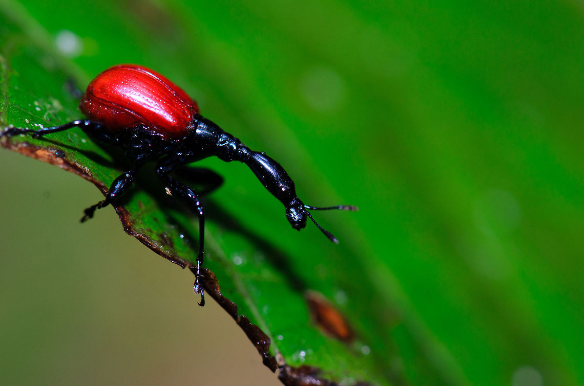 Female Giraffe Beetle side view Full focus shot of a female Giraffe Beetle in Ranomafana National Park, Madagascar. Their necks are long, yet males have necks 2 to 3 times longer than females. Three male beetles were in the proximity of this female, all fighting for her attention. Giraffe Beetle,Madagascar,Ranomafana National Park,Trachelophorus giraffa
