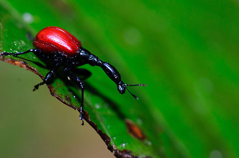 Female Giraffe Beetle side view Full focus shot of a female Giraffe Beetle in Ranomafana National Park, Madagascar. Their necks are long, yet males have necks 2 to 3 times longer than females. Three male beetles were in the proximity of this female, all fighting for her attention. Giraffe Beetle,Madagascar,Ranomafana National Park,Trachelophorus giraffa