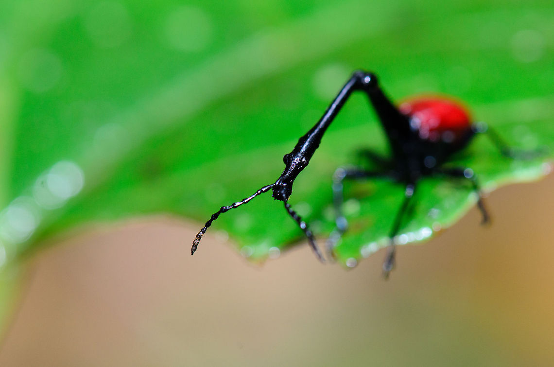 Male Giraffe Beetle neck macro With this shot I tried to grab the essence of this creature, magnifying how long their neck really is compared to their body. This of course can only be done using macro, as this insect is really tiny in absolute size. Giraffe Beetle,Madagascar,Ranomafana National Park,Trachelophorus giraffa