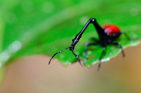 Male Giraffe Beetle neck macro With this shot I tried to grab the essence of this creature, magnifying how long their neck really is compared to their body. This of course can only be done using macro, as this insect is really tiny in absolute size. Giraffe Beetle,Madagascar,Ranomafana National Park,Trachelophorus giraffa