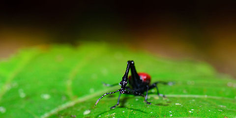 Male Giraffe Beetle frontal A wide-screen crop of a male Giraffe Beetle in Ranomafana, Madagascar. This male is struggling to compete with 2 other males on the same plant, all fighting for a single female. In addition, due to the wet and cold Ranomafana weather, they are unable to fly most of the time. Giraffe Beetle,Madagascar,Ranomafana National Park,Trachelophorus giraffa