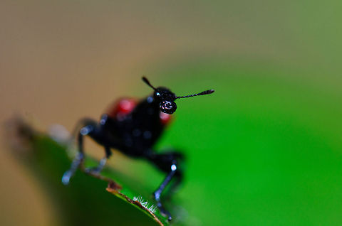 Female Giraffe Beetle frontal view Now here is a small depth of field: only the tiny nose of a female Giraffe Beetle in focus :) Geotagged,Giraffe Beetle,Madagascar,Ranomafana National Park,Trachelophorus giraffa