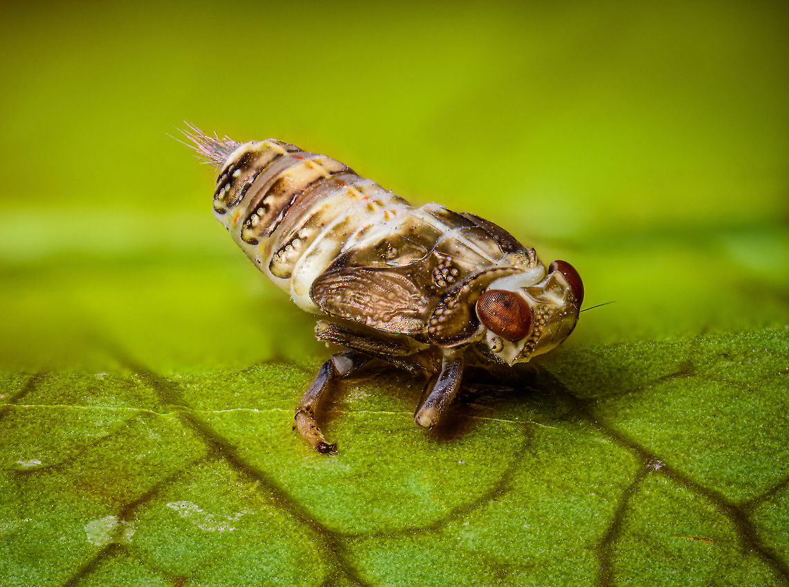 Issus coleoptratus - pose, Heesch, Netherlands Disclaimer: subject is dead and placed on a leaf. I found it in our garden.<br />
<br />
Tentative ID. This is likely the nymph of Issus coleoptratus, as adult about 5.5-7mm in size, as nymph unsure, perhaps 3-4mm. This is a flightless insect, despite the wings.<br />
<figure class="photo"><a href="https://www.jungledragon.com/image/95841/issus_coleoptratus_-_side_view_heesch_netherlands.html" title="Issus coleoptratus - side view, Heesch, Netherlands"><img src="https://s3.amazonaws.com/media.jungledragon.com/images/2/95841_thumb.jpg?AWSAccessKeyId=05GMT0V3GWVNE7GGM1R2&Expires=1767225610&Signature=D%2B5%2B5AwzN0T10gCEbcuxGa4t6FA%3D" width="200" height="134" alt="Issus coleoptratus - side view, Heesch, Netherlands Disclaimer: subject is dead and placed on a leaf. I found it in our garden.<br />
<br />
Tentative ID. This is likely the nymph of Issus coleoptratus, as adult about 5.5-7mm in size, as nymph unsure, perhaps 3-4mm. This is a flightless insect, despite the wings.<br />
https://www.jungledragon.com/image/95840/issus_coleoptratus_-_pose_heesch_netherlands.html<br />
https://www.jungledragon.com/image/95842/issus_coleoptratus_-_waxy_filaments_heesch_netherlands.html<br />
https://www.jungledragon.com/image/95843/issus_coleoptratus_-_frontal_heesch_netherlands.html Extreme Macro,Issus coleoptratus" /></a></figure><br />
<figure class="photo"><a href="https://www.jungledragon.com/image/95842/issus_coleoptratus_-_waxy_filaments_heesch_netherlands.html" title="Issus coleoptratus - waxy filaments, Heesch, Netherlands"><img src="https://s3.amazonaws.com/media.jungledragon.com/images/2/95842_thumb.jpg?AWSAccessKeyId=05GMT0V3GWVNE7GGM1R2&Expires=1767225610&Signature=3Nf1rrgrRDSlQeAaOU7tU%2BQEGy0%3D" width="200" height="196" alt="Issus coleoptratus - waxy filaments, Heesch, Netherlands Extreme closeup of the &quot;rainbow butt&quot; of this planthopper. <br />
<br />
These waxy filaments are sometimes seen after the nymph eating live plant material. The exact purpose of these glands is not yet known. In other cicada species this has been described as playing a role in the safe removal of honeydew by coating the excreted droplets with waxy strands preventing contamination of the body.<br />
https://www.jungledragon.com/image/95840/issus_coleoptratus_-_pose_heesch_netherlands.html<br />
https://www.jungledragon.com/image/95841/issus_coleoptratus_-_side_view_heesch_netherlands.html<br />
https://www.jungledragon.com/image/95843/issus_coleoptratus_-_frontal_heesch_netherlands.html Extreme Macro,Issus coleoptratus" /></a></figure><br />
<figure class="photo"><a href="https://www.jungledragon.com/image/95843/issus_coleoptratus_-_frontal_heesch_netherlands.html" title="Issus coleoptratus - frontal, Heesch, Netherlands"><img src="https://s3.amazonaws.com/media.jungledragon.com/images/2/95843_thumb.jpg?AWSAccessKeyId=05GMT0V3GWVNE7GGM1R2&Expires=1767225610&Signature=pCWfbgYzCIz2jAKJxHgv9yLB9fg%3D" width="200" height="170" alt="Issus coleoptratus - frontal, Heesch, Netherlands Disclaimer: subject is dead and placed on a leaf. I found it in our garden.<br />
<br />
Tentative ID. This is likely the nymph of Issus coleoptratus, as adult about 5.5-7mm in size, as nymph unsure, perhaps 3-4mm. This is a flightless insect, despite the wings.<br />
<br />
I&#039;m positively surprised by this perspective. Since extreme macro stacking is such a time consuming activity, after the other 3 perspectives, I wasn&#039;t even sure to do a frontal shot at all. Glad I did, as I did not expect the species to feature such beautiful crown-like appearance.<br />
https://www.jungledragon.com/image/95840/issus_coleoptratus_-_pose_heesch_netherlands.html<br />
https://www.jungledragon.com/image/95841/issus_coleoptratus_-_side_view_heesch_netherlands.html<br />
https://www.jungledragon.com/image/95842/issus_coleoptratus_-_waxy_filaments_heesch_netherlands.html Extreme Macro,Extreme Macro Portraits,Issus coleoptratus,WeMacro" /></a></figure> Extreme Macro,Issus coleoptratus